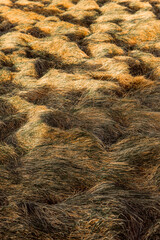 A windblown haystack on shetland