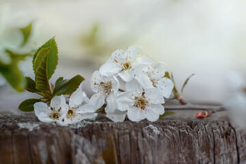 Gałąź delikatne wiosenne  kwiaty jabłoni na rozmytym w nieostrości tle,  oparte na starym skorodowanym  pnie.. - obrazy, fototapety, plakaty