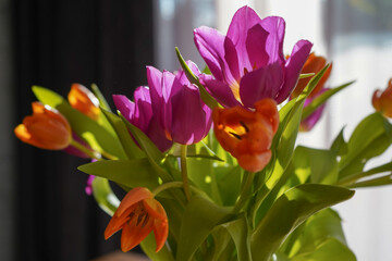 Bouquet of orange and violet tulips.