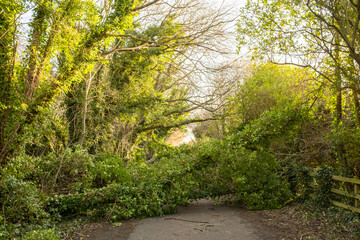 Blocked Cycle path with fallen trees on Hadrians Cycleway - Route 72 after storm Corrie
