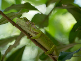 Close up of the side profile of the Cape Dwarf Chameleon, Bradypodion pumilum, in a green bush. The background is blurred and intentionally out of focus