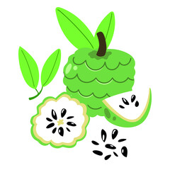Hand drawn set of custard apple, sweet fruit.