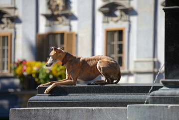 Windhund posiert auf Brunnenrand