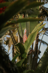 Fototapeta premium Alpinia