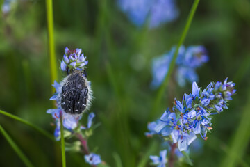 Epicometis hirta Alleculid beetle Tropinota Epicometis hirta Scarabaeidae fallen into the water, poured into a blue bucket. Fighting pests of fruit plants. Insects eating flowers.