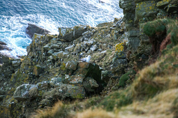 Seagulls on the rocks of the sea