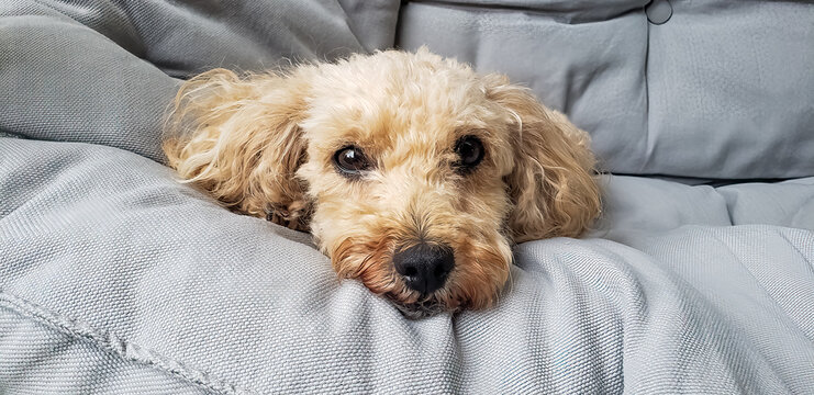 Poodle Dog On Gray Couch, Close Up