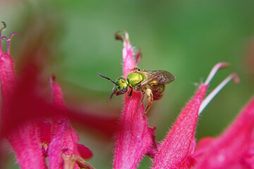 Insects collecting nectar from this red beebalm flower in our garden in Windsor in Upstate NY.