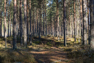 Obraz premium footpath in the woods