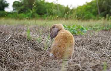back view a brown adorable rabbit standing on dry grasses