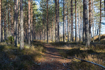 pine forest with a trail