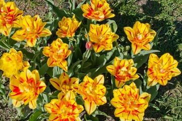 yellow and red tulips