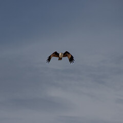Wild Eagle soaring high above Patong Beach Phuket Thailand seeking food and hunting fish from the sea