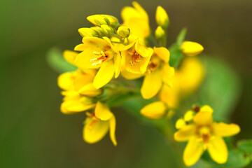Gewöhnlicher Gilbweiderich (Lysimachia vulgaris)