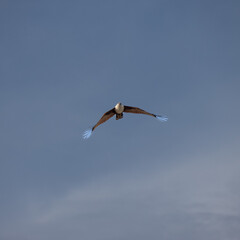 Wild Eagle soaring high above Patong Beach Phuket Thailand seeking food and hunting fish from the sea