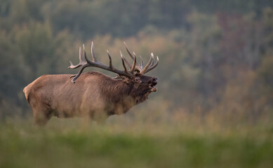 Elk in Grand Teton National Park