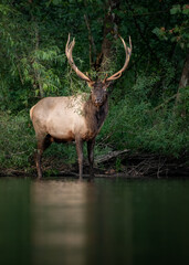 Elk in Grand Teton National Park