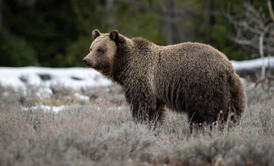 Fototapeta premium Grizzly Bear in Grand Teton National Park