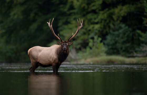 Elk in Grand Teton National Park