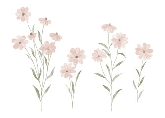 Variety of watercolor trendy flowers. Vector illustration for web, app and print. Elegant feminine shapes floristic isolated daisies  flowers. Garden, botanical, minimalistic floral set.