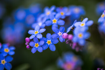 Fototapeta na wymiar Forget-me-not - glorious spring flower. Selective focus on flowers heads in blurred background. Close up.