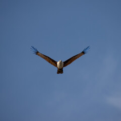Wild Eagle soaring high above Patong Beach Phuket Thailand seeking food and hunting fish from the sea