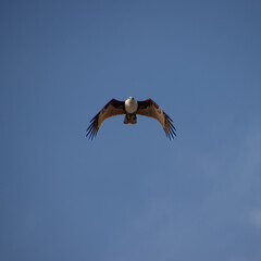 Obraz premium Wild Eagle soaring high above Patong Beach Phuket Thailand seeking food and hunting fish from the sea