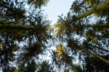 Kielder England: 11th January 2022: Looking up at very Tall pine trees in warm winter sun