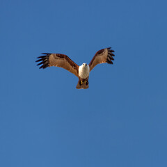 Wild Eagle soaring high above Patong Beach Phuket Thailand seeking food and hunting fish from the sea