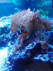 coral reef in aquarium