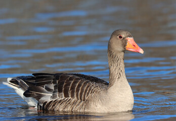 Greylag goose