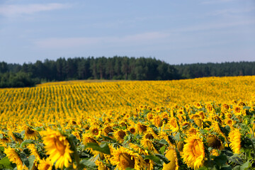 yellow flowering sunflowers in the summer