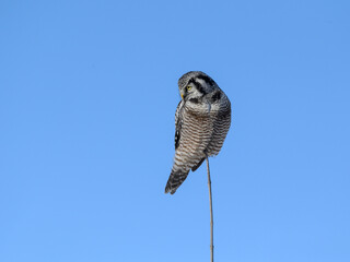 Northern Hawk Owl Perched on Top of the Tree on Blue Sky