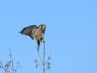 Northern Hawk Owl Perched on Top of the Tree on Blue Sky
