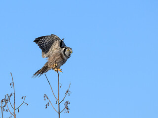 Northern Hawk Owl Perched on Top of the Tree on Blue Sky