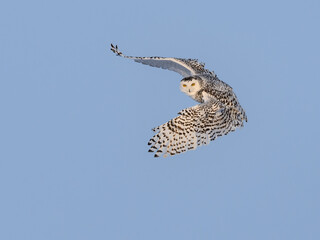 Female Snowy Owl in Flight on Blue Sky in Winter