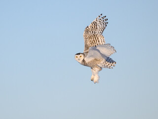 Female Snowy Owl in Flight on Blue Sky in Winter