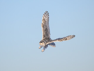 Female Snowy Owl in Flight on Blue Sky in Winter