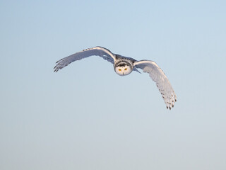 Female Snowy Owl in Flight on Blue Sky in Winter