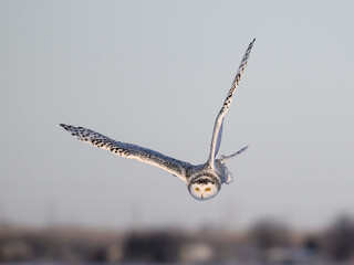 Female Snowy Owl in Flight on Blue Sky in Winter