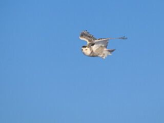Female Snowy Owl in Flight on Blue Sky in Winter