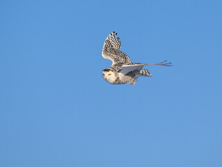 Female Snowy Owl in Flight on Blue Sky in Winter