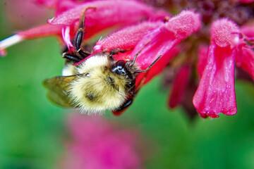 Bee on Purple Flower.  Insects collecting nectar from this red beebalm flower in our garden in Windsor in Upstate NY.