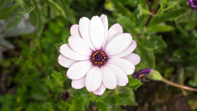 OSTEOSPERMUM ECKLONIS