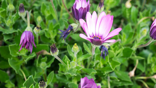 OSTEOSPERMUM ECKLONIS