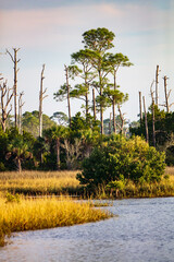 Edge of the Wetlands