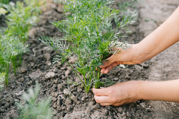 Working in the organic vegetable garden, taking care of young seedlings and transplanting young plants into the garden soil.