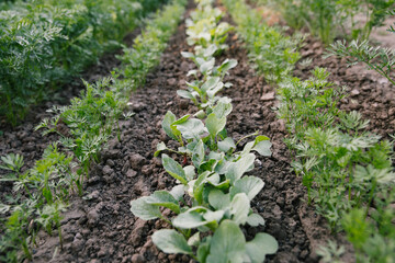 Green leaves on garden beds in the vegetable field. Gardening background with green Salad plants in the open ground