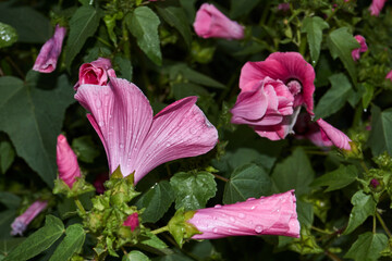 Lavatera (lat. Lavatera) blooms on the lawn in the garden. The last flowers of lavatera before the...