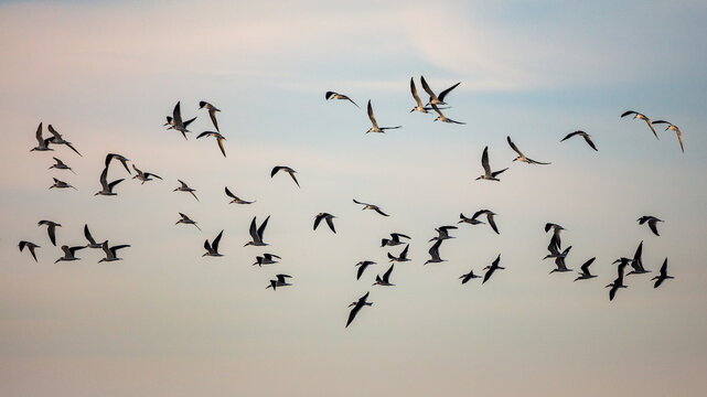 Black Skimmers on Gulf of Mexico
